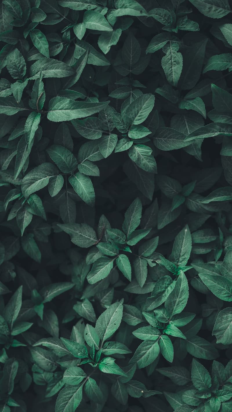 Connected nature patterns